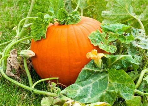 If you’re thinking about raising your own crop of pumpkins, you’re ...