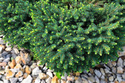 7 Best Dwarf Evergreen Trees For Your Garden | UpGardener™