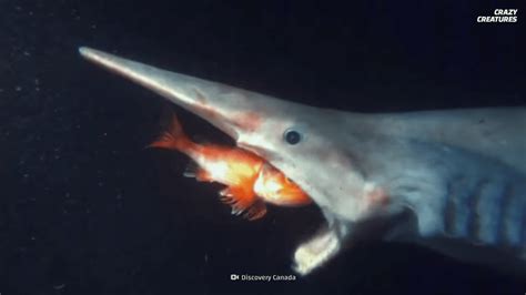 Goblin Sharks: Secrets of The Depths' Most Bizarre Predators