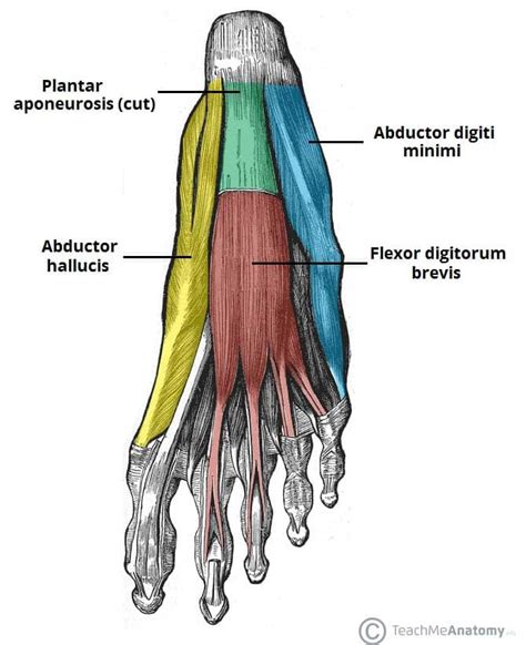 Muscles of the Foot - Dorsal - Plantar - TeachMeAnatomy