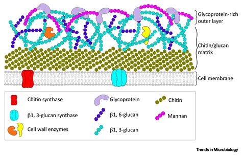 The Role of the Fungal Cell Wall in the Infection of Plants: Trends in ...