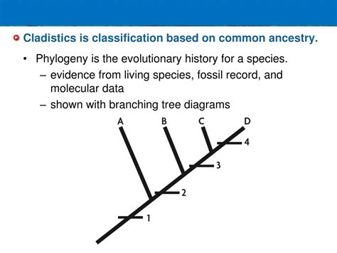 PPT - Cladistics and Cladograms pp. 341-345 PowerPoint Presentation ...