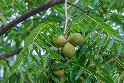 5 Simple Reasons Not To Plant A Black Walnut Tree - Tree Journey