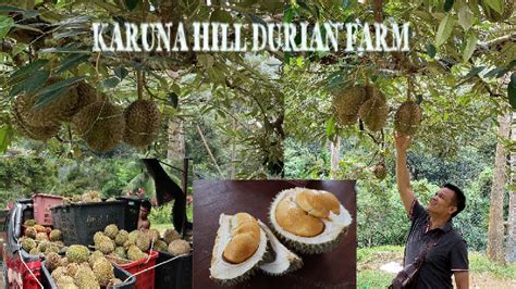 Durian Farm on Karuna Hill in Balik Pulau Penang Malaysia - YouTube