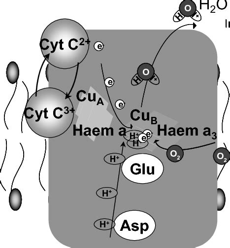 Structure and mode of action of cytochrome c oxidase | Download ...