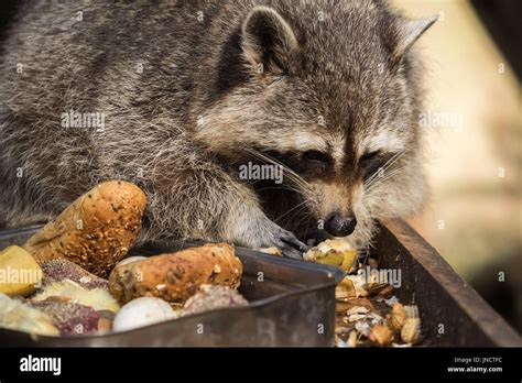 Raccoon face hi-res stock photography and images - Alamy