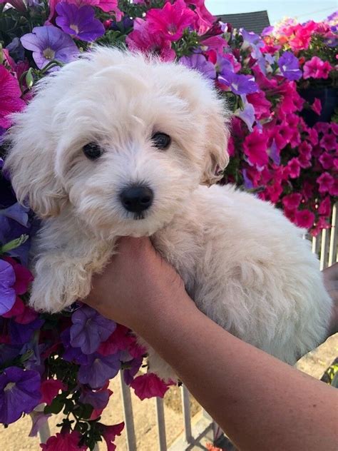 Maltipoo maltese poodle puppy small dog pup nonmoulting cute cuddly lap ...