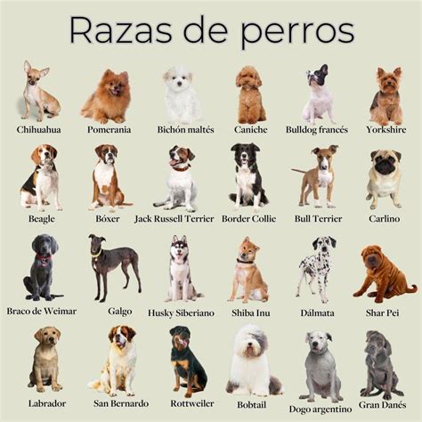 Razas de perros: nombres, fotos y características