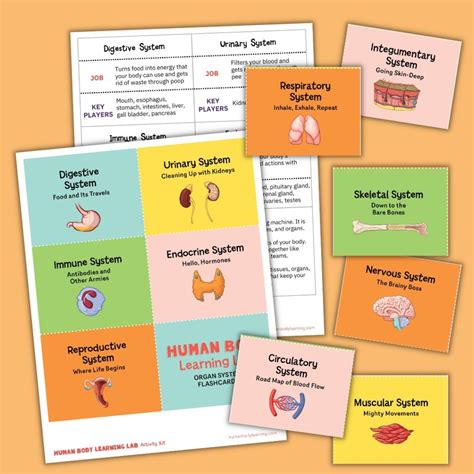 Human Body Organ System Flashcards for Kids - Fun Printable!