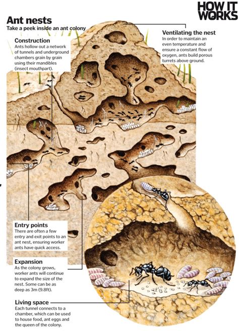 Ant architects: How do ants construct their nests? | How It Works Magazine