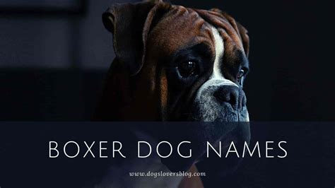 + 600 Best Boxer Dog Names ( The Ultimate Boxer Names List 2024 )