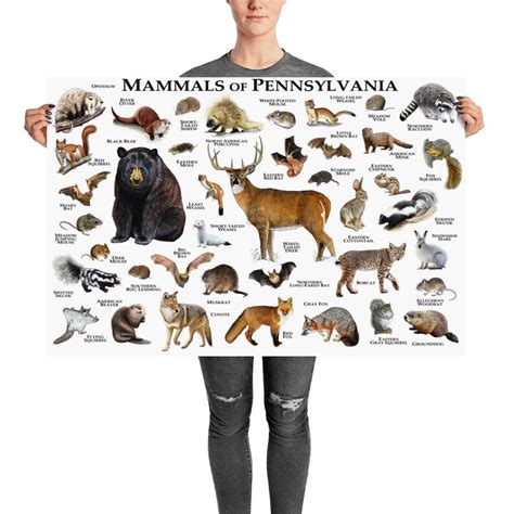 Mammals of Pennsylvania Poster Print / Pennsylvania Mammals | Etsy