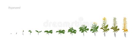 Rapeseed Brassica Napus Oilseed Growth Stages Vector Illustration Stock ...