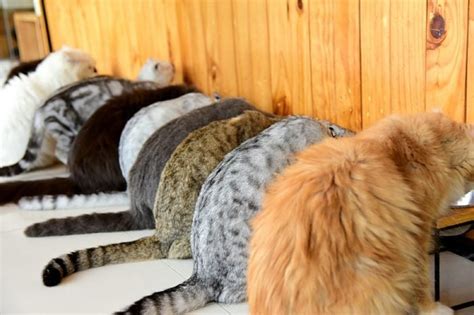 11 Rare Cat Colors and Patterns and How Cats Inherit These Traits