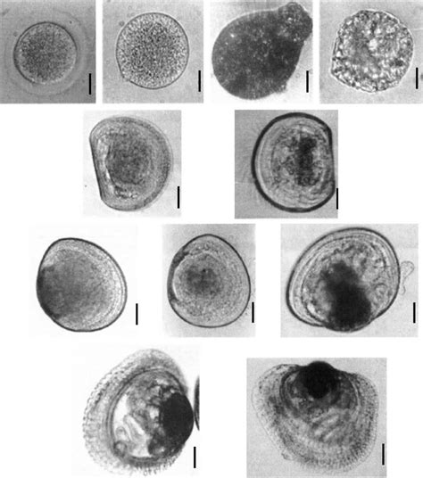 Larval and post-larval development stages in Nodipecten nodosus (L ...