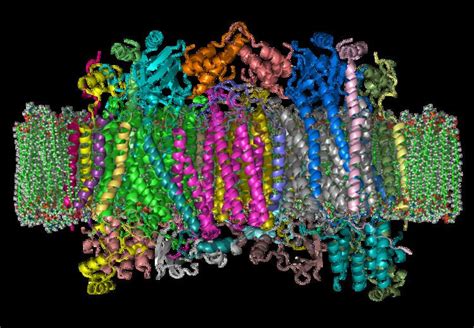 Cytochrome c oxidase - Alchetron, The Free Social Encyclopedia