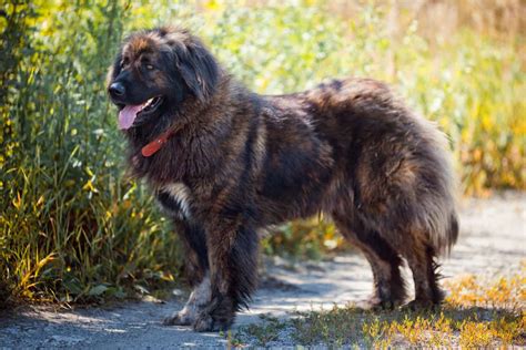 Caucasian Shepherd Growth Chart — Big And Bold Russian Bear Dogs