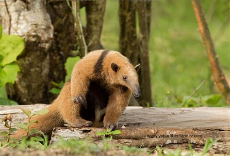 Tamandua - My favorite mammal I am so happy me and the last group I was ...