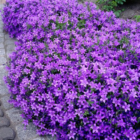 Wall bellflower • Campanula portenschlagiana • Dalmation bellflower ...