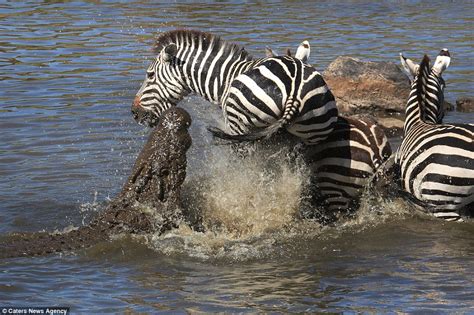 Zebra dodges crocodile's jaws by inches and then kicks it in the face ...