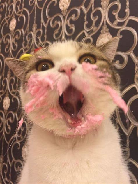 This Cat Eating A Cake On His Birthday Is Hilariously Adorable | Bored ...