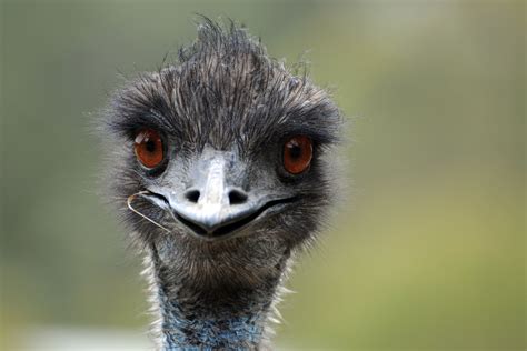 Have You Seen This Bird? An Emu Is On the Run in North Carolina