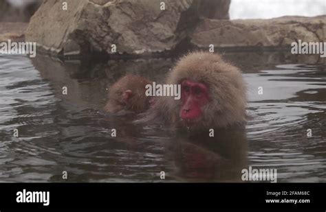 Monkey hot springs Stock Videos & Footage - HD and 4K Video Clips - Alamy