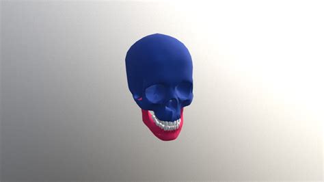 Skull Animation - Download Free 3D model by katir.johny ...