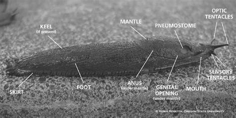 slug_anatomy_101clowrescropped.jpg | College of Agricultural Sciences