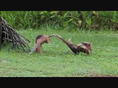 Anteaters Fight in the Wild.wmv - YouTube