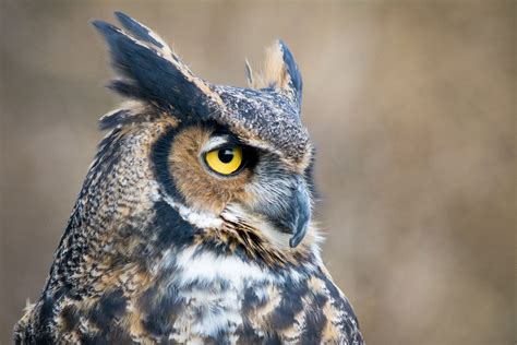 Great Horned Owl | Audubon Field Guide