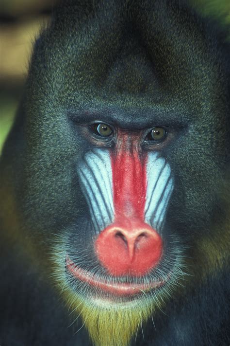 mandrill | Oregon Zoo