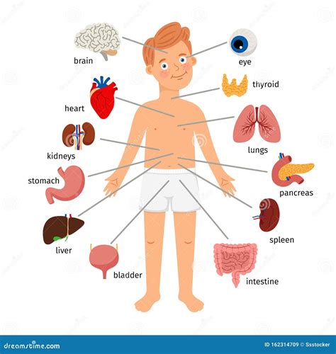 .Boy body internal organs stock vector. Illustration of lungs - 162314709