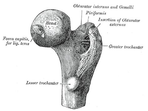 Femoral head - Wikipedia