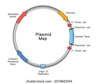 Designed Plasmid Vector