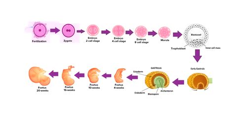 What are the 4 stages of embryonic development?