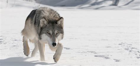 Gray Wolf | Nature | PBS