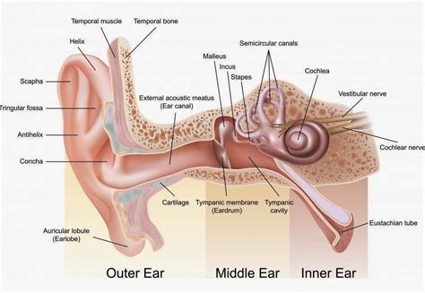 View Ear Anatomy Diagram Labeled Pics