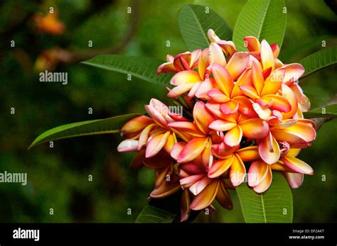 Namibia National Flower High Resolution Stock Photography and Images ...