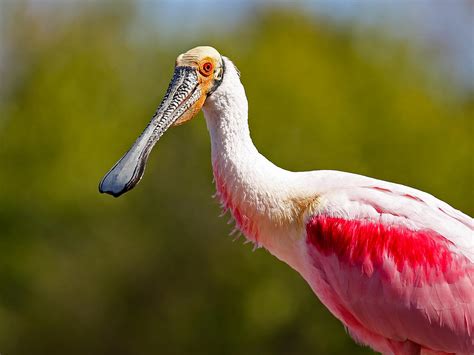 Roseate Spoonbill | Audubon Connecticut