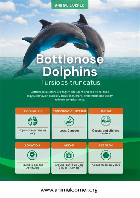 Bottlenose Dolphin Predators