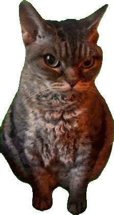 Angry Cat Meme Sticker - Angry cat meme - Discover & Share GIFs