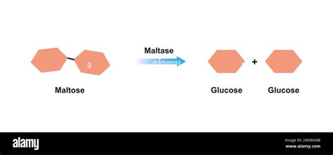 Maltase enzyme action, illustration, illustration Stock Photo - Alamy