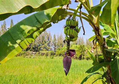 How to fertilize banana trees ???? ???? Secrets to boosting growth