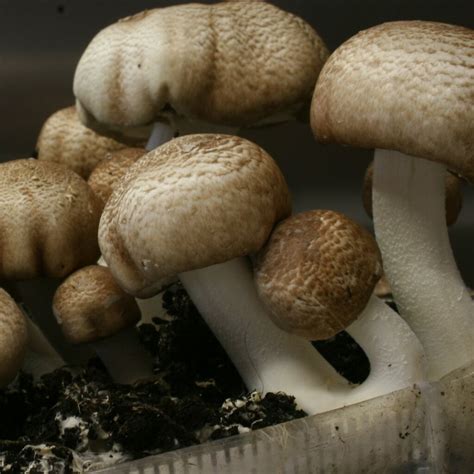 Himematsutake - Agaricus blazei Murrill - Pure culture for organic ...