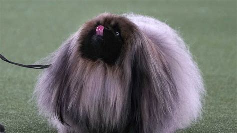 WESTMINSTER'S ‘Best in Show’ Pekingese has central Pennsylvania ties