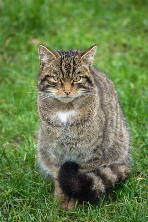 Gato montés euroasiático/Basakatua (Biodiversidad Alegría-Dulantzi ...