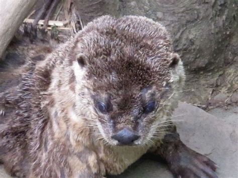 North American river otter | River otter, Otters, Pittsburgh zoo