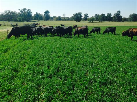 Cattle Grazing Alfalfa | Forage Fax