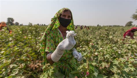 Building Resilience for Smallholder Cotton Farmers — CottonConnect